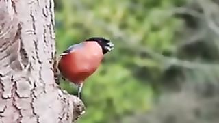 PAKISTANI BEAUTIFUL BIRDS