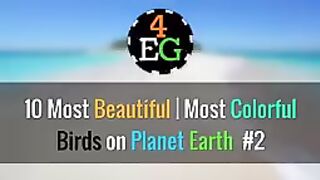Pakistan beautiful birds
