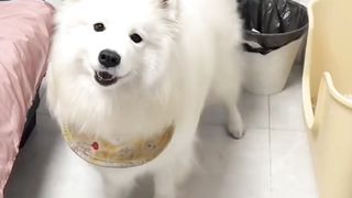 A dog that can put you into a trance