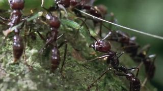 Жуткий гриб паразит Кордицепс (Cordyceps)