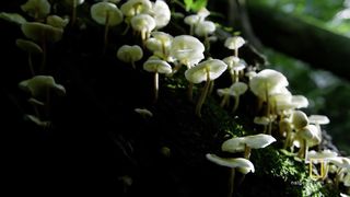 'Zombie' Parasite Cordyceps Fungus Takes Over Insects Through Mind Control | National Geographic
