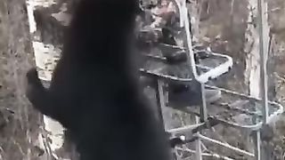 The bear came to talk to the hunter