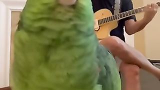 Solo performance by a talented parrot