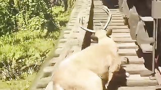 Bed video