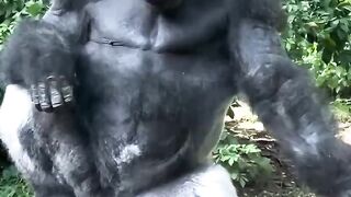 A very confident male gorilla