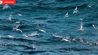 Amozing fish clip2
