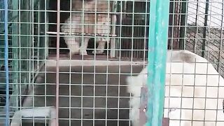 White Lion in Vigan