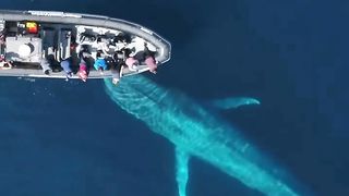 A blue whale swims under the boat