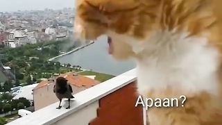 Video lucu percakapan kucing dan burung