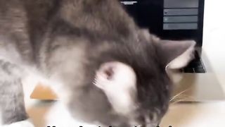 A special laptop for the cat so that it does not interfere with work
