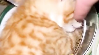 The kitten refuses to share food