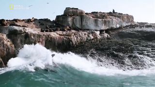 После нападения морские котики объединившись прогоняют большую белую акулу.