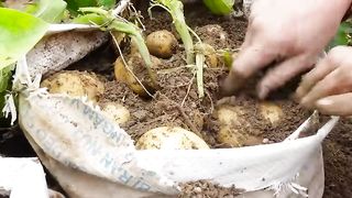 Tips for Growing Potatoes in Sacks for Large and Lots of Tubers
