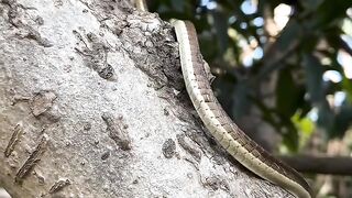 Snake Climbing Tree
