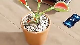this_plant_can_kill_you_