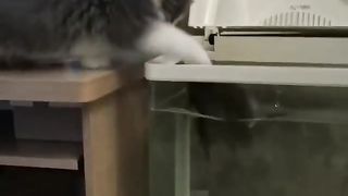 Crazy cat