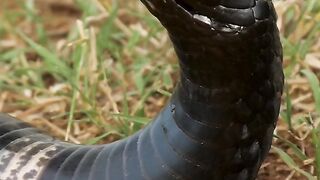 Big Size snake ????