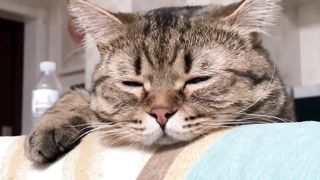 He is so sleepy #kitten #febspot