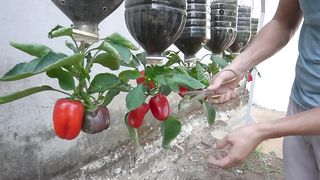Try this tips on growing bell peppers in plastic bottles, you won't have to buy peppers again