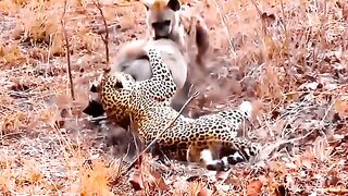 Subscribe to Gwynplaine for more amazing animal videos.