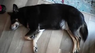 The girl made a carpet inspired by her lazy dog