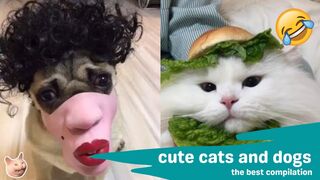 Funniest Cat And Dog Funny Animal Videos Compilation I Best Kitty And Puppys 2024 #4