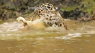 Wildlife. A jaguar attacked and killed a crocodile