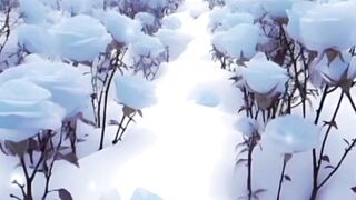 Blue and white rose in snow