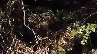 Juguar hunting caiman