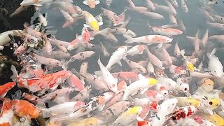 #koi vip