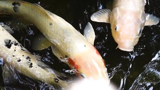 #koi vip