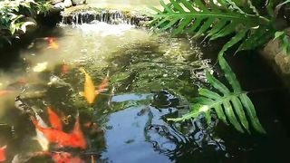 #koi vip