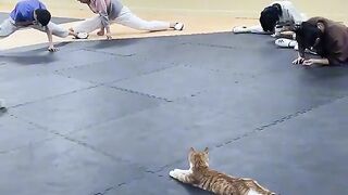 Amazing video