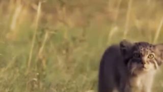 A positive little manul is watching the operator