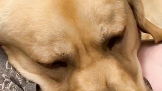 A dog warms his cat friend in the cold autumn