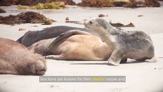Sea Lion Facts