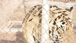 Tiger ???? ???? ???? ????