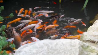 #koi vip