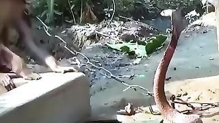 The clever monkey teased the cobra
