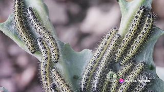 The transformation of a caterpillar into a butterfly.