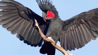 Burung kakatua Raja