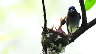 Beautiful bird