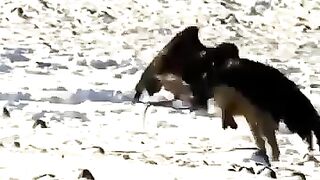 Animals fight video - eagles vs fox fight to death