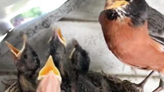 Bayi burung yang pintar