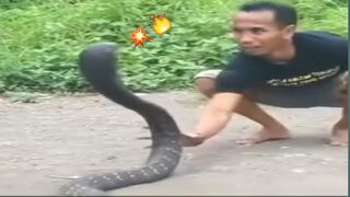The man teased the giant cobra, extremely dangerous