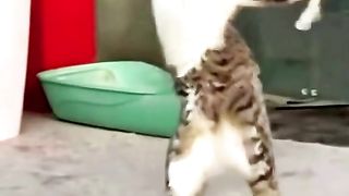 Tahan tawa