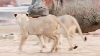 Hewan paling buas (hippo)