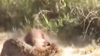 The jaguar attacked the capybara, cutting off its path to the water.