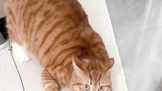 Cute cat????