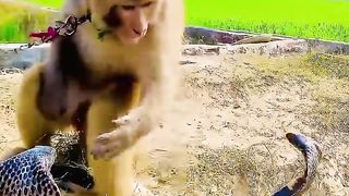 Monkey with cobra naag